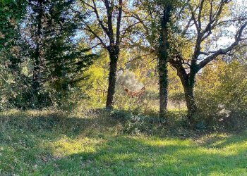 photo_5992601258193698428_y.jpg - Terreno agricolo Via Aiuccia 3, Montescudaio - foto 17