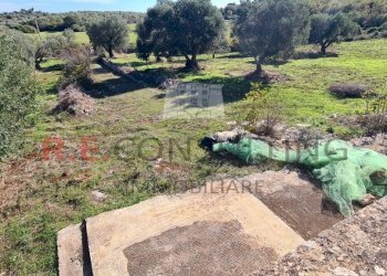 20231115_113618.jpg - Rustico Ceglie Messapica - foto 13