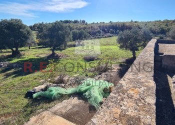 20231115_113622.jpg - Rustico Ceglie Messapica - foto 14