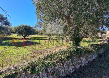 20231115_114135.jpg - Rustico Ceglie Messapica - foto 27