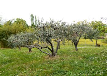 Villa Unifamiliare Poggio Torriana - foto 5
