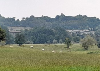 Terreno edificabile Strada Boschetto, Luserna San Giovanni - foto 11