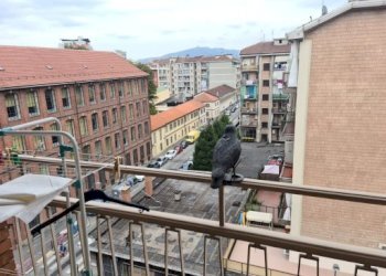 Bilocale 21, Via Fossano, Torino (zona San Donato) - foto 27