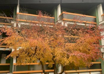 Monolocale Via Pollicino, Bardonecchia, Torino - foto 2