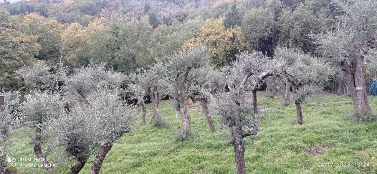 IMG-20231204-WA0012.jpg - Building land Fosdinovo - photo 3