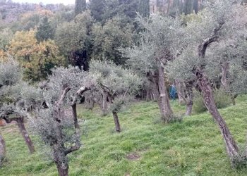 IMG-20231204-WA0011.jpg - Terreno edificabile Fosdinovo - foto 1