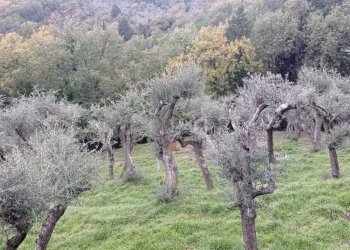 IMG-20231204-WA0012.jpg - Terreno edificabile Fosdinovo - foto 3