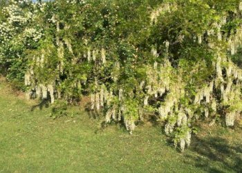 Rustico Carpi - foto 10