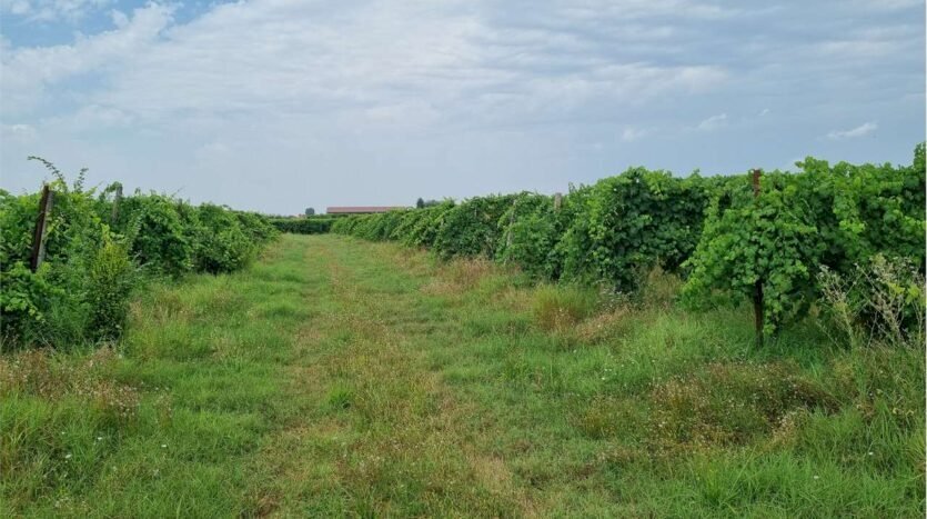 Farm Soliera - photo 1