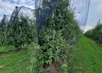 Farm Modena - photo 1