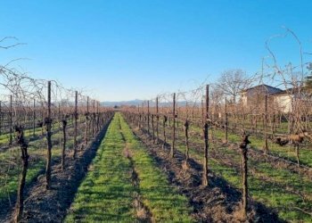 Farm Modena - photo 6