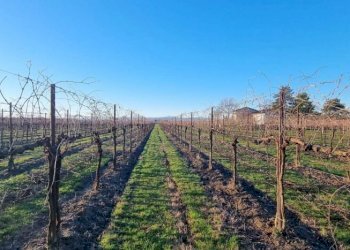 Farm Modena - photo 7