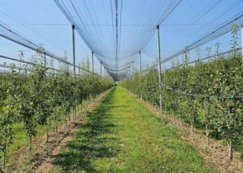 Farm Modena - photo 11