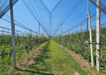 Farm Modena - photo 12