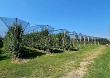 Farm Modena - photo 15
