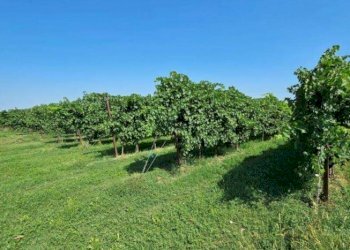 Farm Modena - photo 16