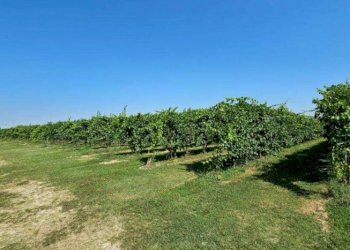 Farm Modena - photo 17