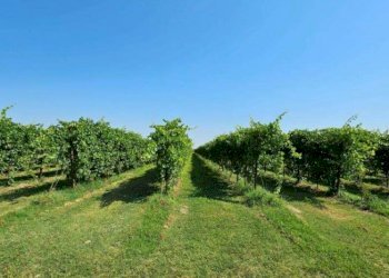 Farm Modena - photo 20