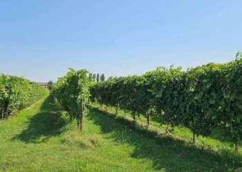 Farm Modena - photo 24