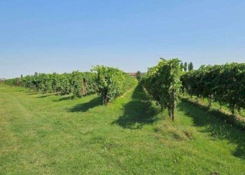 Farm Modena - photo 25