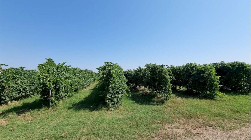 Agricultural land Carpi - photo 1