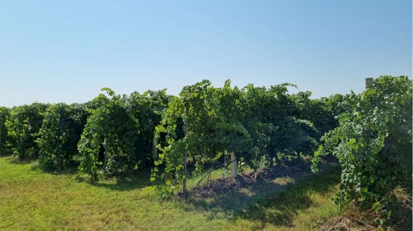 Agricultural land Carpi - photo 2