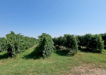 Terreno agricolo Carpi - foto 1