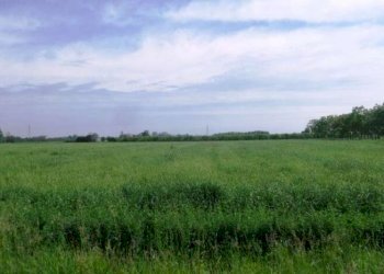 Terreno edificabile Medolla - foto 1