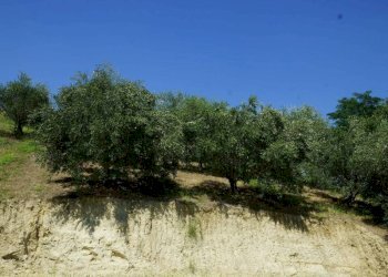 Terreno - Rustic via Calva, Calosso - photo 47