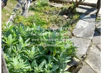 Terreno - Rustic Località Camberto, Valle Cannobina - photo 10