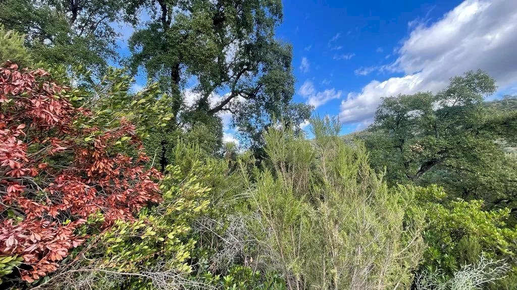 Agricultural land Bisignano - photo 2