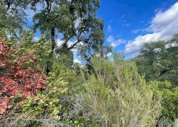 Terreno agricolo Bisignano - foto 2