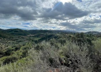 Terreno agricolo Bisignano - foto 3