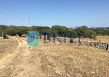 TERRENO - Azienda agricola LOCALITA' ALIASA, Luogosanto - foto 22