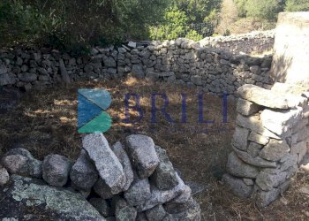 TERRENO - Azienda agricola LOCALITA' ALIASA, Luogosanto - foto 24