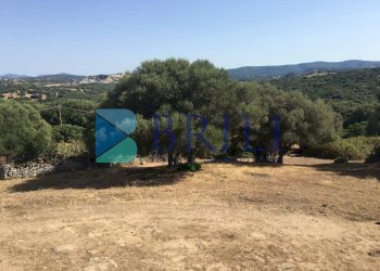 TERRENO - Azienda agricola LOCALITA' ALIASA, Luogosanto - foto 25