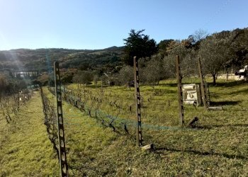 photo1702813321 (5).jpeg - Villa Via Nuova Zelanda, Rosignano Marittimo - foto 19