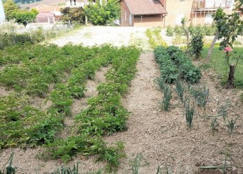 esterno - Rustico Ostra - foto 5