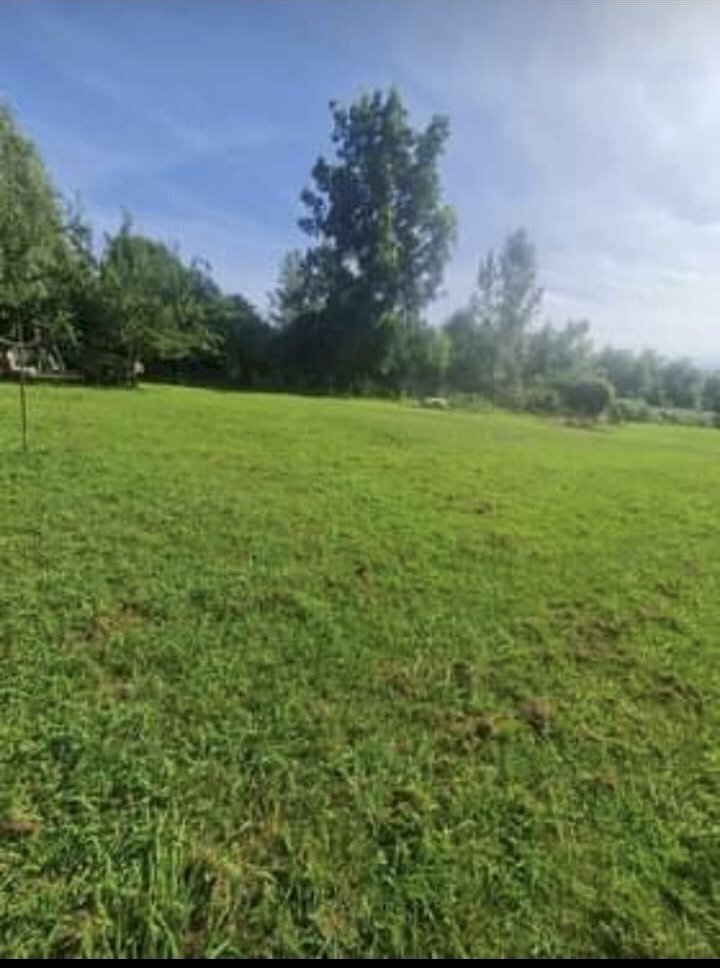 72434aba-4296-43c1-aedc-9448927f48b0.jpg - Terreno agricolo Seravezza - foto 2