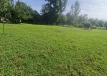 72434aba-4296-43c1-aedc-9448927f48b0.jpg - Terreno agricolo Seravezza - foto 2