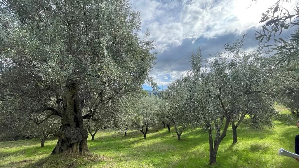 Terreno agricolo contrada Croce D'Alli, Bisignano, Bisignano - foto 2