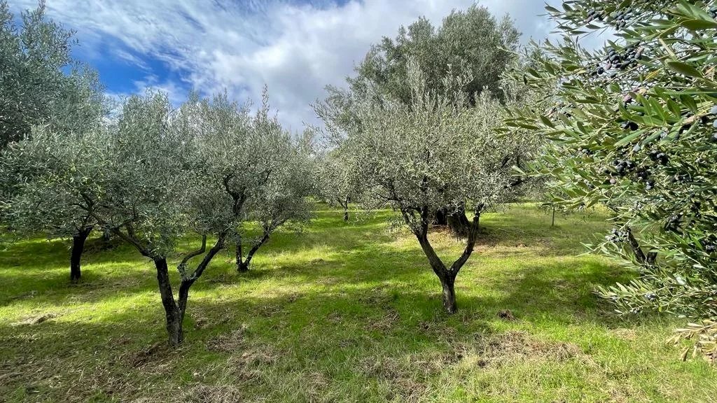Terreno agricolo contrada Croce D'Alli, Bisignano, Bisignano - foto 3