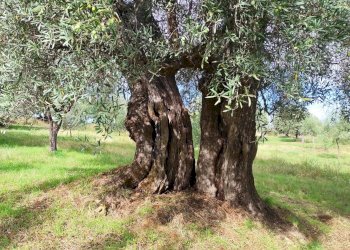 Terreno agricolo contrada Croce D'Alli, Bisignano, Bisignano - foto 1