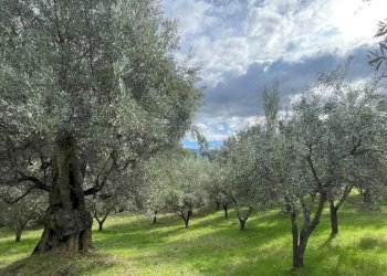 Terreno agricolo contrada Croce D'Alli, Bisignano, Bisignano - foto 2