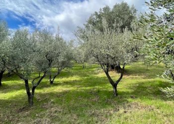 Terreno agricolo contrada Croce D'Alli, Bisignano, Bisignano - foto 3