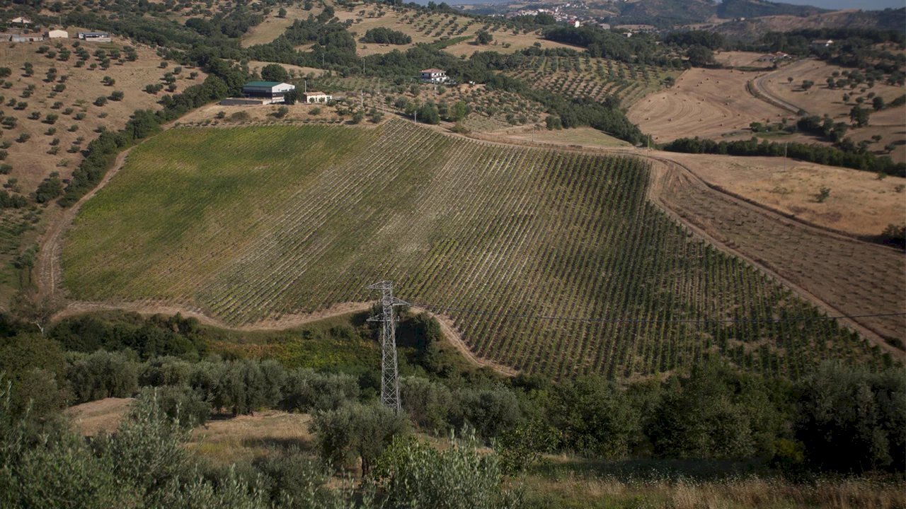 Agricultural land Montalto Uffugo - photo 1