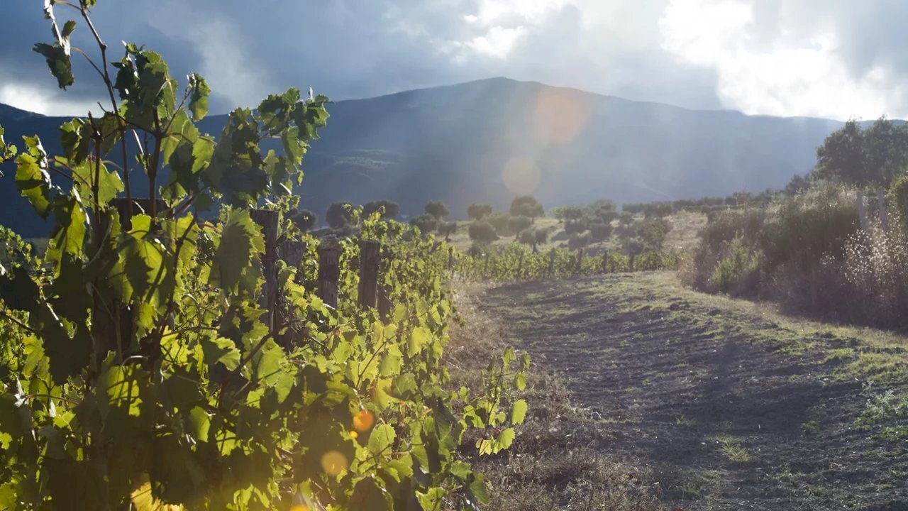 Agricultural land Montalto Uffugo - photo 2