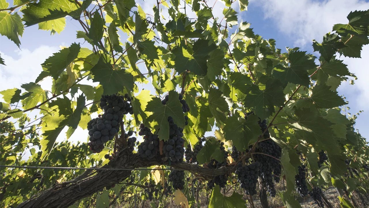 Agricultural land Montalto Uffugo - photo 3