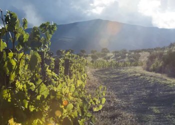 Terreno agricolo Montalto Uffugo - foto 2