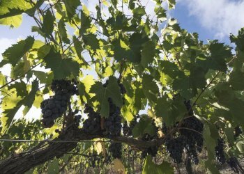 Terreno agricolo Montalto Uffugo - foto 3